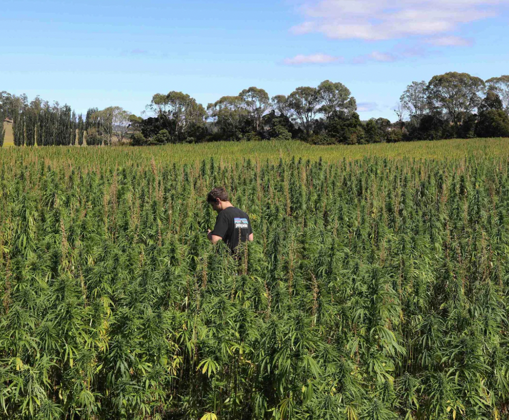 hemp seeds australia photo