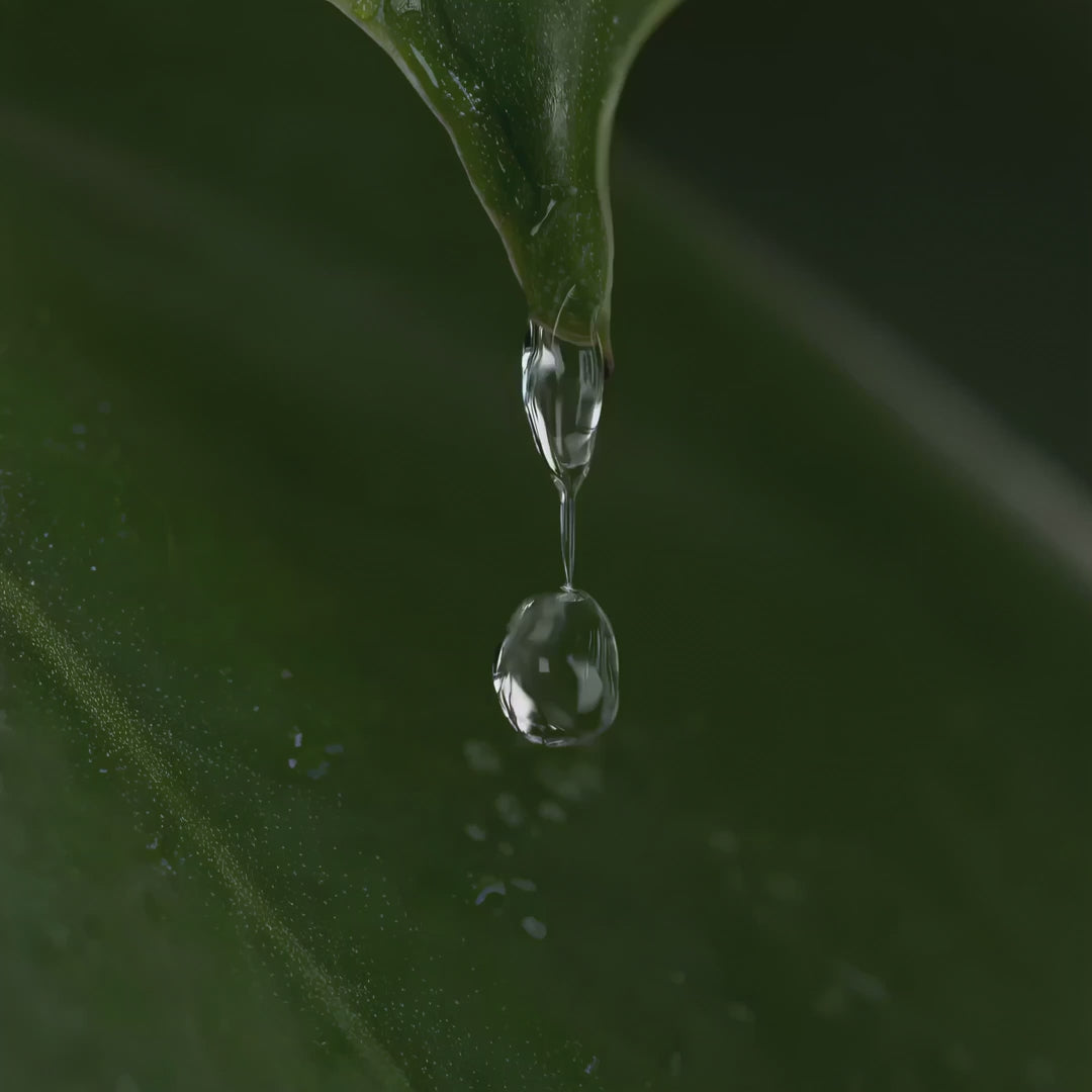 
                  
                    Load and play video in Gallery viewer, Quercetin | Global Healing | Healthy Immune System | New Label | 60 capsules
                  
                