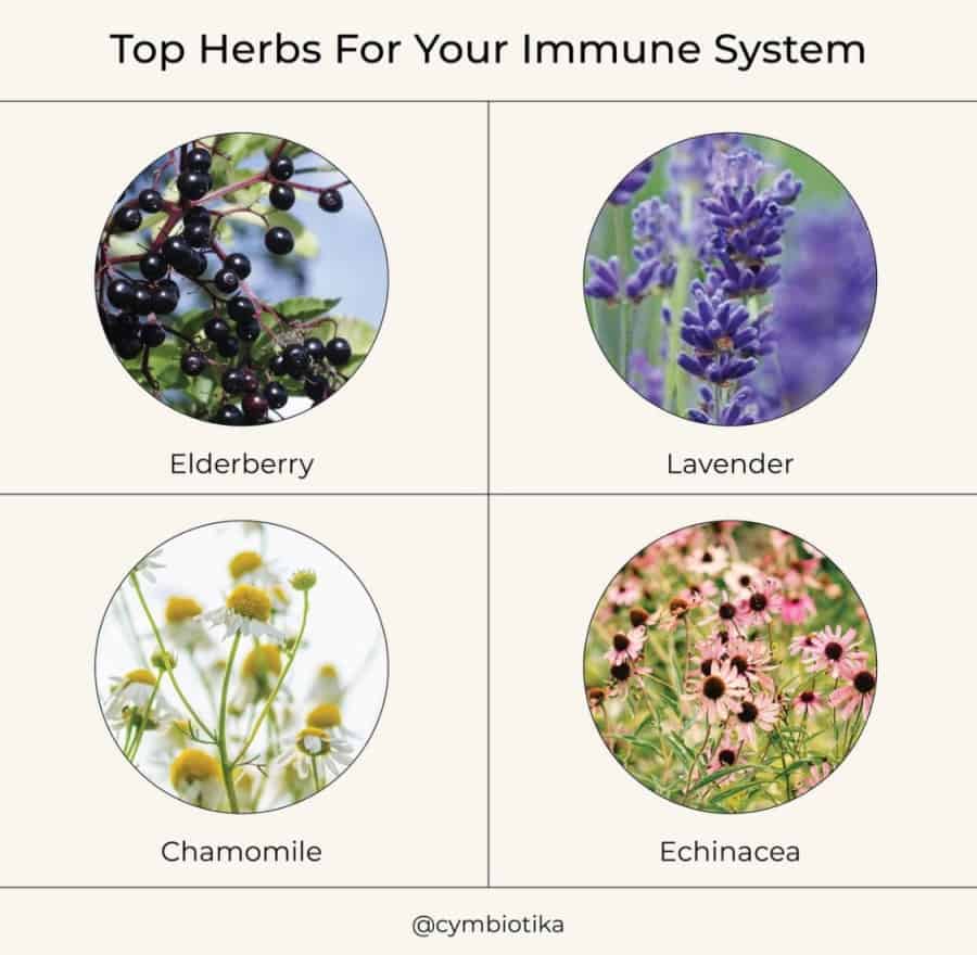 
                  
                    sage-cymbiotika-elderberry-immune-herbs
                  
                